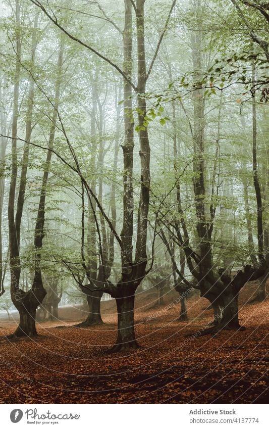 Großer Baum mit großen Ästen im Herbstpark Kofferraum Ast Laubwerk Waldgebiet Harmonie idyllisch Natur Nebel Landschaft unberührt malerisch Windstille stumm