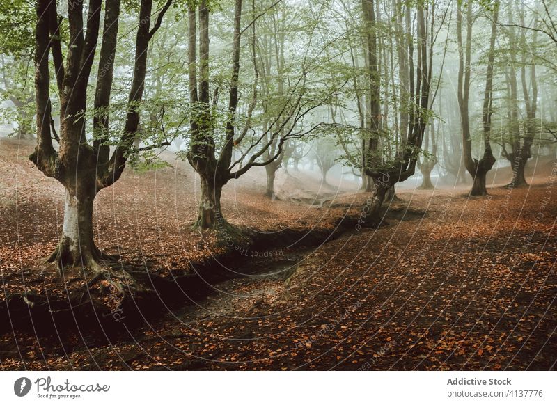 Großer Baum mit großen Ästen in der Nähe eines Baches im Park Kofferraum Ast Laubwerk strömen Waldgebiet Harmonie idyllisch Natur Herbst Landschaft unberührt