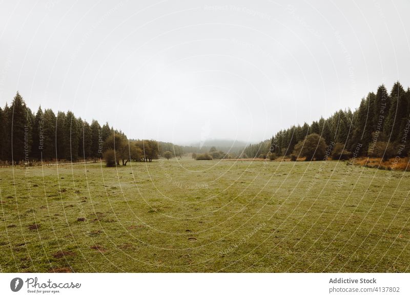 Grünes Feld in der Nähe von Wald am Nachmittag auf dem Lande Baum Himmel Hügel Landschaft Natur Harmonie Weide idyllisch Horizont Nebel Hügelseite leer Grasland