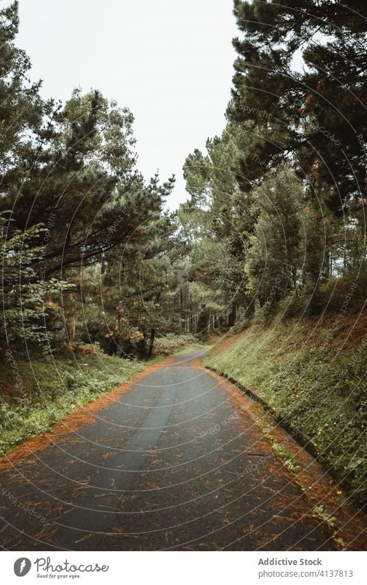 Asphaltierter schmaler Weg in Waldnähe am Nachmittag Straße Waldgebiet Hügel Fernweh malerisch Natur Landschaft Baum Laufsteg idyllisch Harmonie Windstille