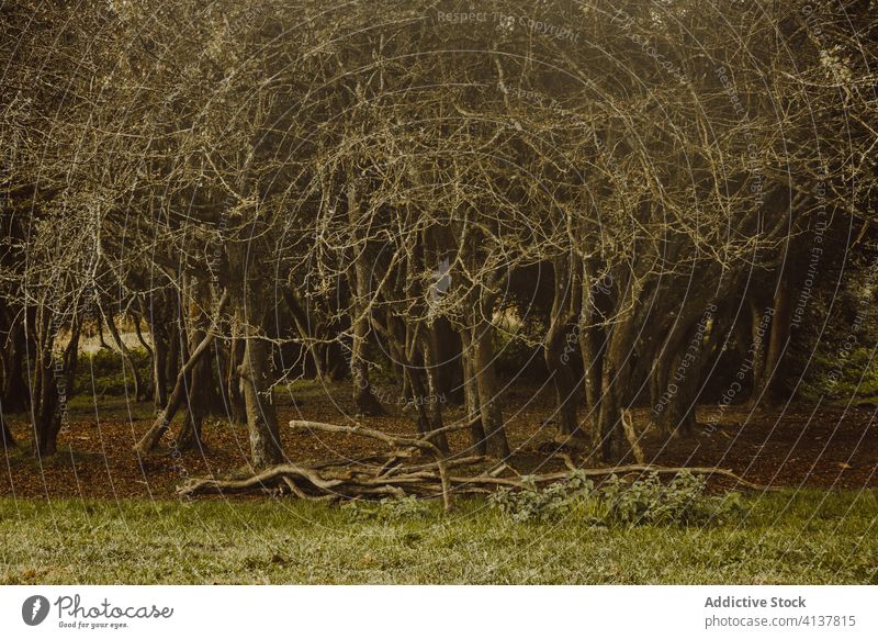 Laublose Bäume mit umgestürzten Stämmen im Wald bei Tageslicht Baum Kofferraum Ast laublos Gras Waldgebiet Natur unberührt Harmonie Landschaft stumm idyllisch