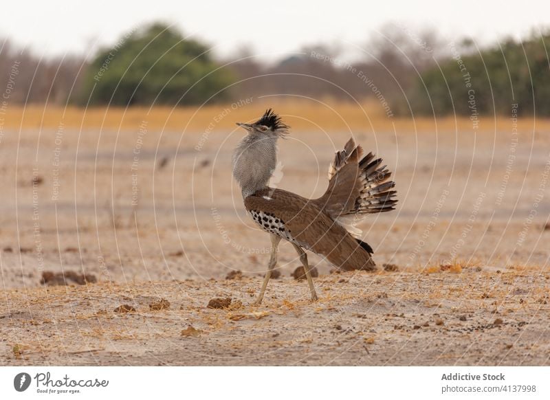 Wildtrappe auf dem Boden stehend Vogel Avutarda Kori Trappe wild Afrika heimatlich Natur Gefieder Feder Land Umwelt Fauna Tierwelt Ornithologie Kreatur braun