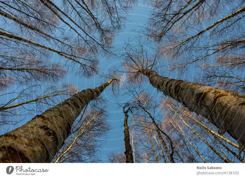 kahle Birken von unten Herbst Hintergrund schön Schönheit Buchsbaum Gesäß Ast hell Windstille Tag Umwelt geblümt Laubwerk Wald frisch grün Wachstum Landschaft