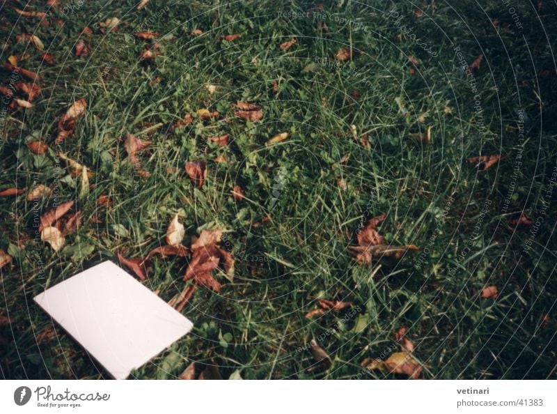 Herbstrasen Gras grün Wiese Blatt Buch Rasen Garten Grundgesetz