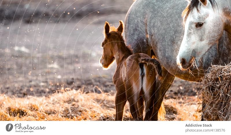 Schimmel mit Fohlen im Natursprung Pferd Weidenutzung Rasen Tier Feld Bauernhof Gras Sommer weiß Baby Hengst ländlich pferdeähnlich Reiterin Menschengruppe