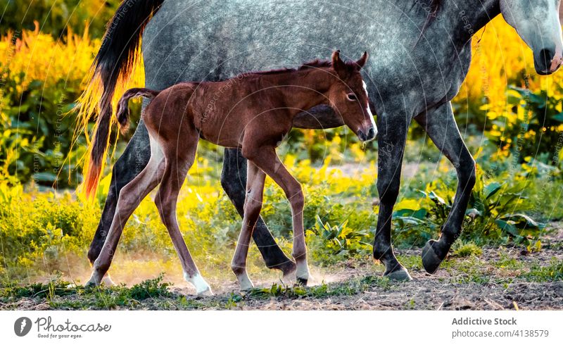 Schimmel mit Fohlen im Natursprung Pferd Weidenutzung Rasen Tier Feld Bauernhof Gras Sommer weiß Baby Hengst ländlich pferdeähnlich Reiterin Menschengruppe