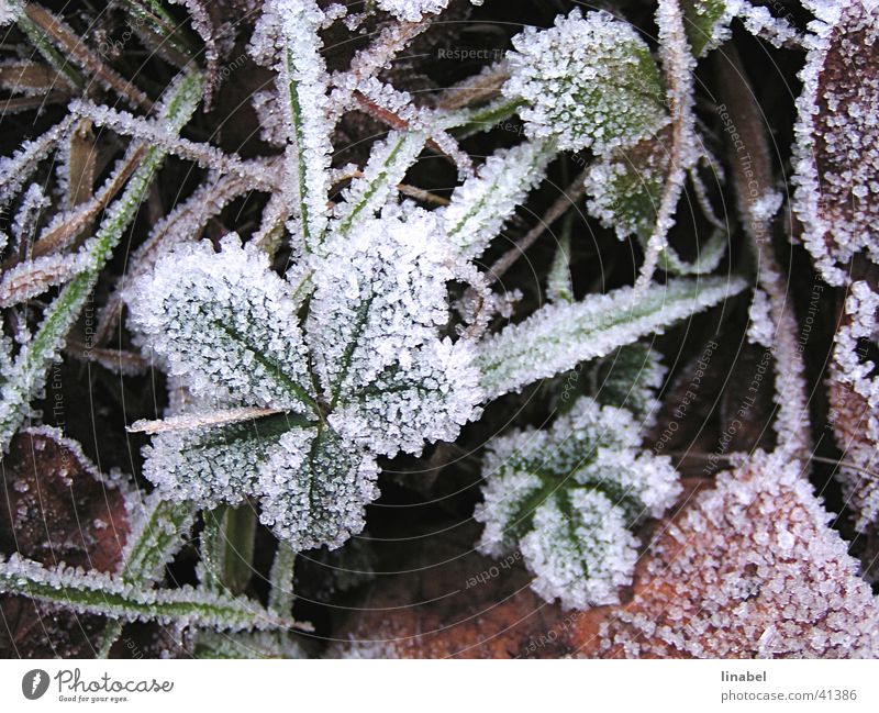 Erster Frost Winter Blatt kalt Eiskristall Raureif Makroaufnahme