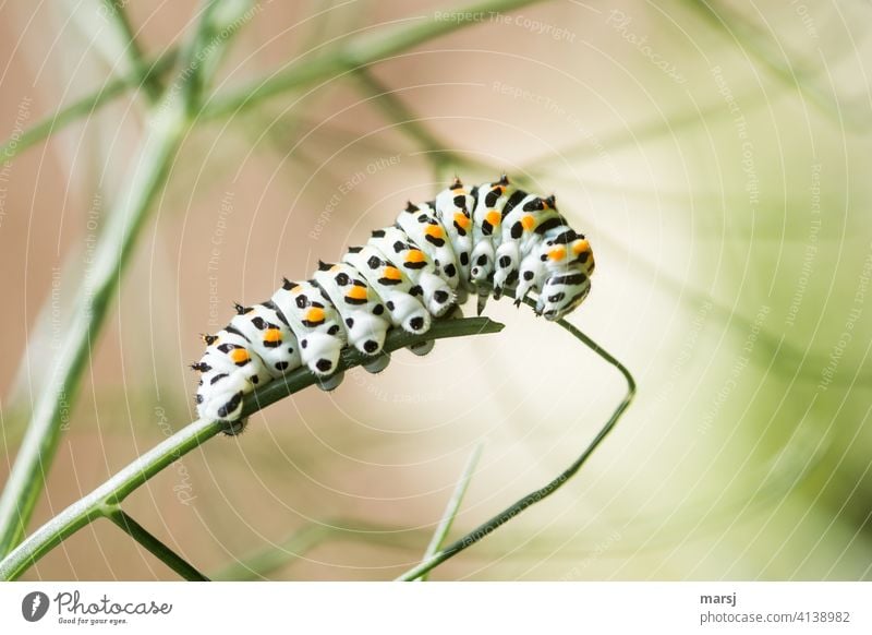 Illusion | Fressen macht dick und fett. Aus dieser Raupe wird einmal ein wunderschöner Schwalbenschwanz! Papilio machaon Wildtier Tier außergewöhnlich