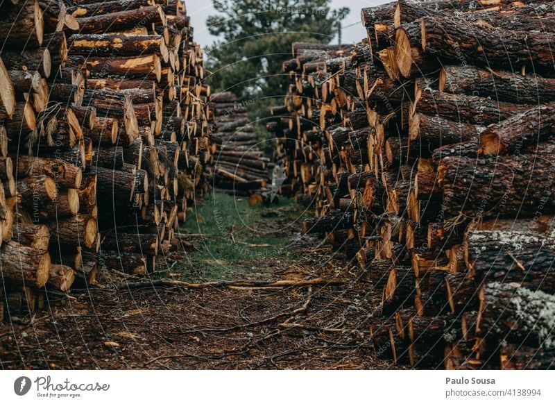 Stapel von Kiefernholz Haufen Holz Nutzholz Baum Wald natürlich hölzern Totholz Hintergrund Kofferraum Material Natur Holzstapel geschnitten Umwelt Industrie