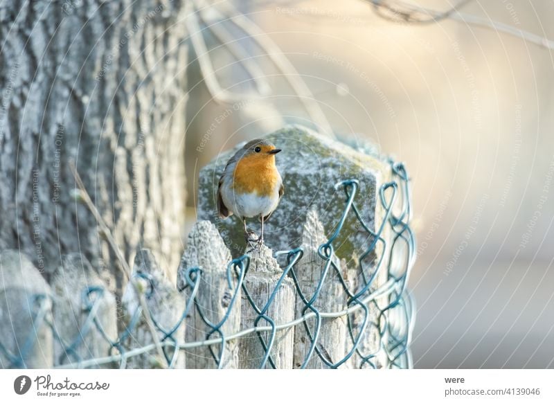 Rotkehlchen der Vogel des Jahres 2021 auf einem Zaun Erithacus rubecula Tier Tiermotive Tierwelt Ast Textfreiraum niedlich Federn Fliege Wald Natur niemand