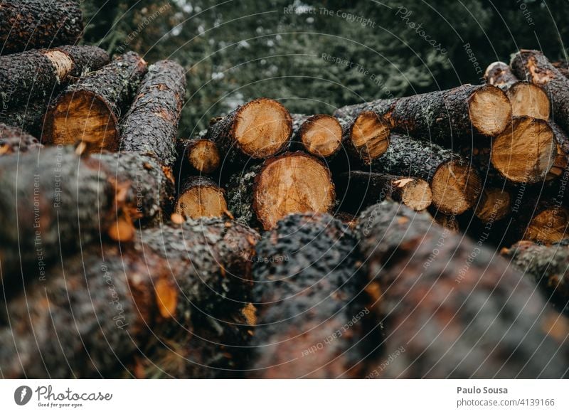 Stapel von Kiefernholz Holz Natur Farbfoto Kiefernzapfen braun Außenaufnahme Baum Menschenleer Zapfen natürlich Umwelt Haufen Jahreszeiten Herbst Wald Pflanze