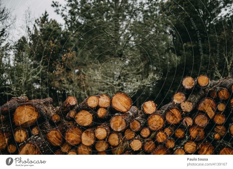 Stapel von Kiefernholz Holz Baum Wald Nutzholz braun Hintergrund Natur Außenaufnahme Industrie Kofferraum natürlich Umwelt Material Totholz hölzern