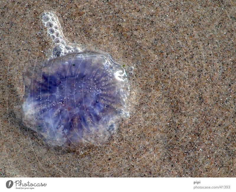 da lacht die qualle Meer Qualle Nordsee blau Sand Wasser