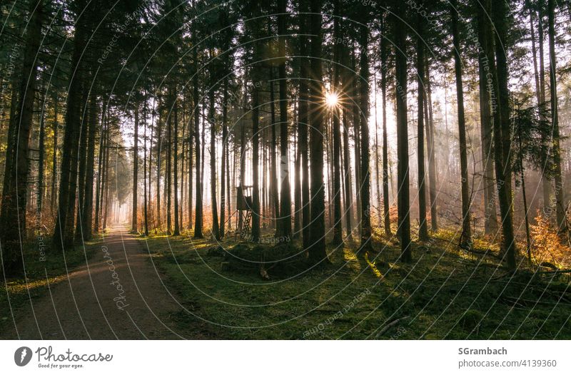 Sonnenaufgang im Wald mit Sonnenstrahlen im leichten Nebel Natur Landschaft Waldlichtung Umwelt Außenaufnahme Sonnenlicht Schönes Wetter Wege & Pfade