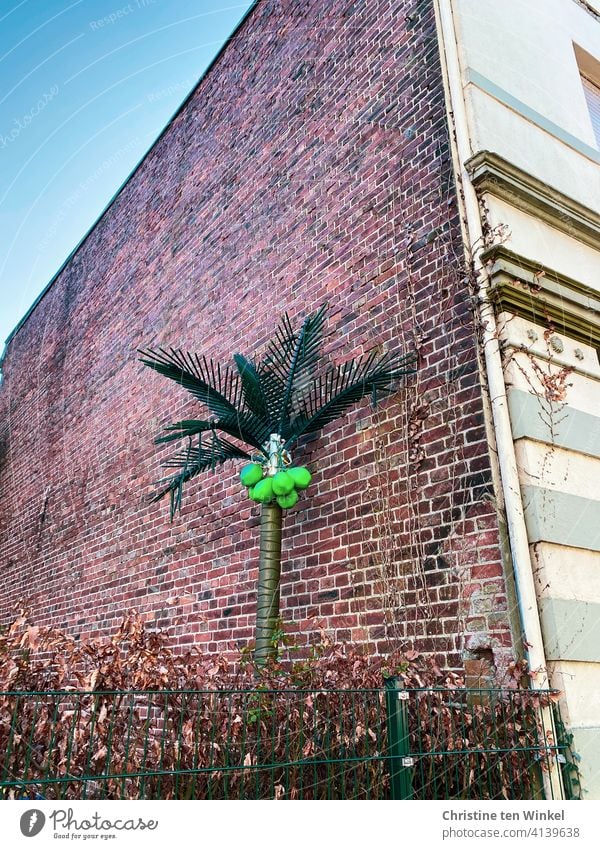 Eine künstliche Palme mit leuchtend hellgrünen Kokosnüssen steht an der seitlichen Backsteinfassade eines alten Hauses hinter einem Stabgitterzaun und einer Buchenhecke