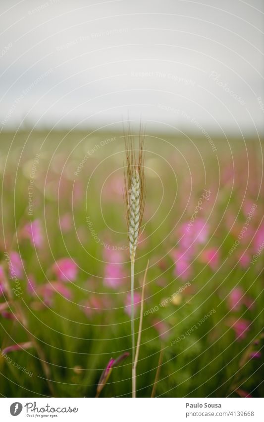 Weizenähre gegen Blumenfeld Frühling Feld Nutzpflanze Ernte Farbfoto Korn Außenaufnahme Pflanze Weizenfeld Natur Ackerbau Ernährung Getreidefeld Wachstum