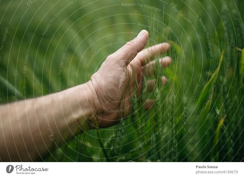 Nahaufnahme Hand berührt Weizen Ohr Weizenfeld Feld Korn Sommer Ackerbau Natur Außenaufnahme Farbfoto Weizenähre Nutzpflanze Ernte Getreidefeld Pflanze