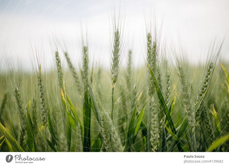 Nahaufnahme Weizenfeld Feld Sommer Korn Ackerbau Farbfoto Außenaufnahme Natur Weizenähre Pflanze Nutzpflanze Getreidefeld Ernährung Ernte Lebensmittel Wachstum