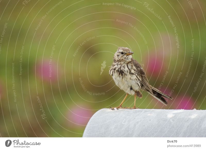 Catch me if you can ... Tier Sommer Sträucher Hundsrose Garten Briefkasten Wildtier Vogel Wiesenpieper Pieper Singvögel 1 beobachten Blick sitzen Neugier