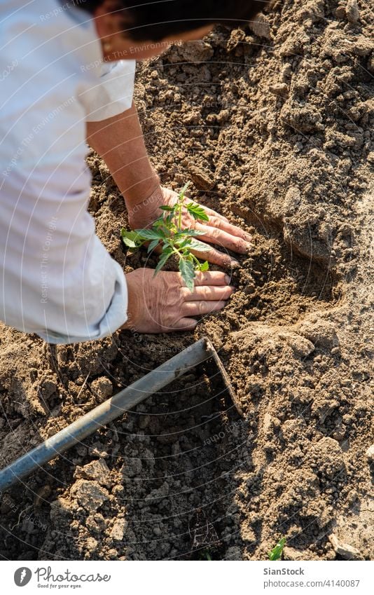 Tomaten auf dem Feld pflanzen Landwirtschaft Garten Gemüse Gartenarbeit Pflanze Frühling Boden Bepflanzung Hände Ackerbau Hand Sämlinge Schonung Keimling