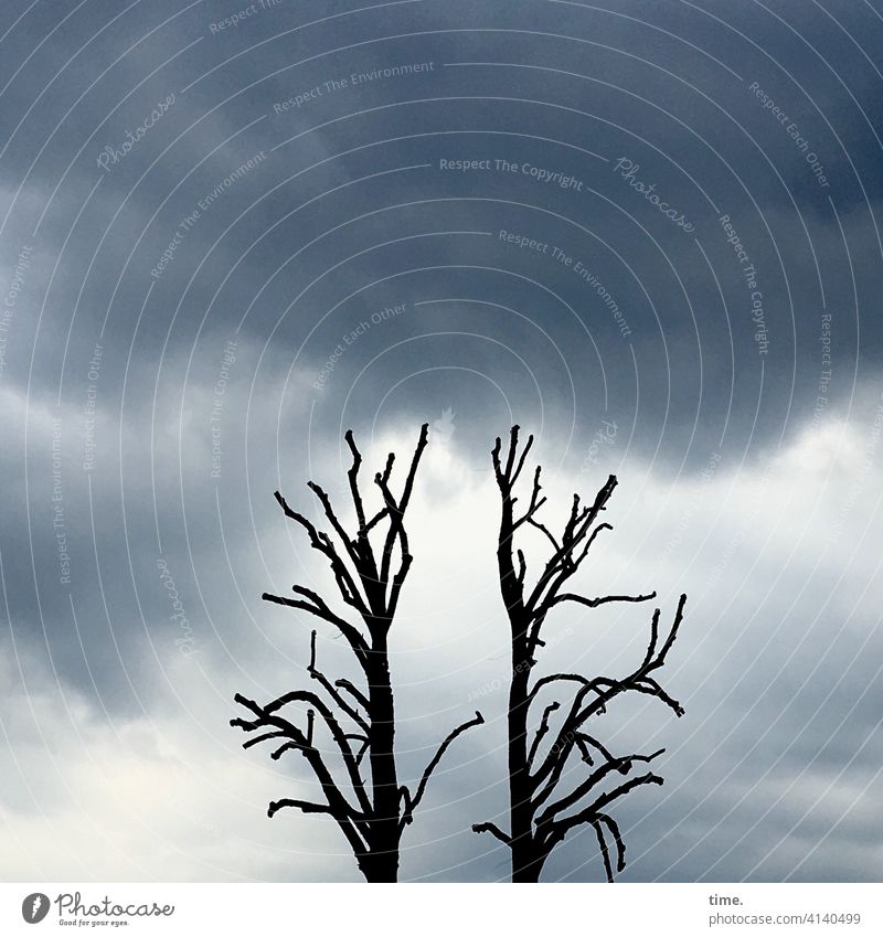 neulich in der Apokalypse Baum baumstamm kahl himmel wolken leer gespentisch 2 bedrohlich ast äste