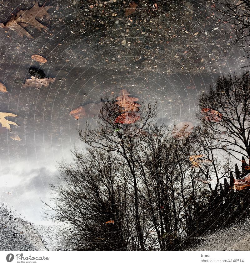 Fundstücke laub eichenblätter pfütze baum bäume spiegelung asphalt straße weg braun himmel herbst