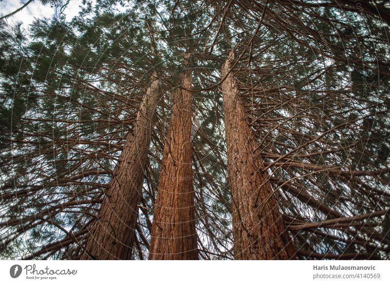 große alte Bäume im Wald Hintergrund schön Schönheit Ast braun Farbe Tag Umwelt Immergrün erkundend Laubwerk Wachstum riesig Landschaft Licht natürlich Natur