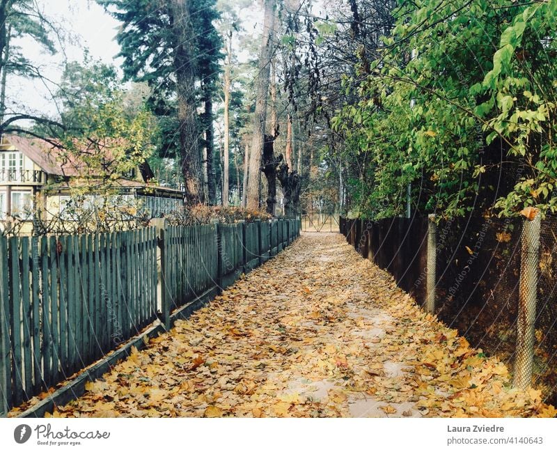 Die Straße im Herbst Herbstlaub Herbstfärbung Herbststimmung Herbstfarben Herbstgefühle Herbstlicht gelbe Blätter Gasse Natur Alter Zaun Blätter auf dem Boden