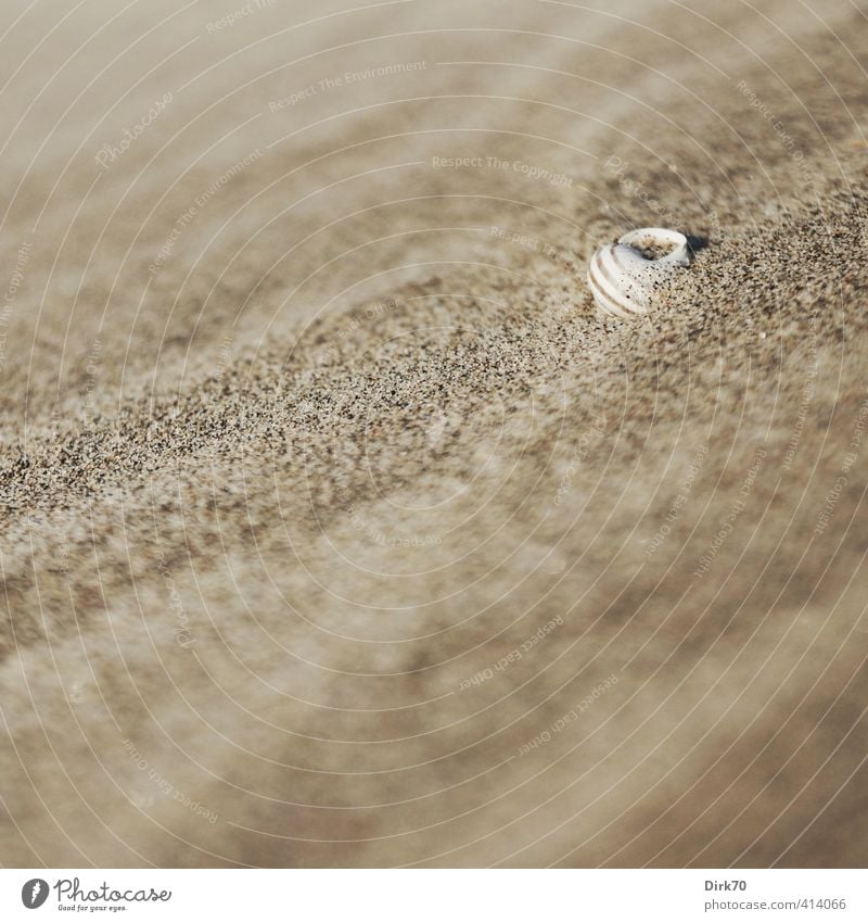 Versandet ... Erholung ruhig Meditation Sommerurlaub Strand Meer Natur Tier Sand Küste Nordsee Düne Stranddüne Totes Tier Schnecke Schneckenhaus