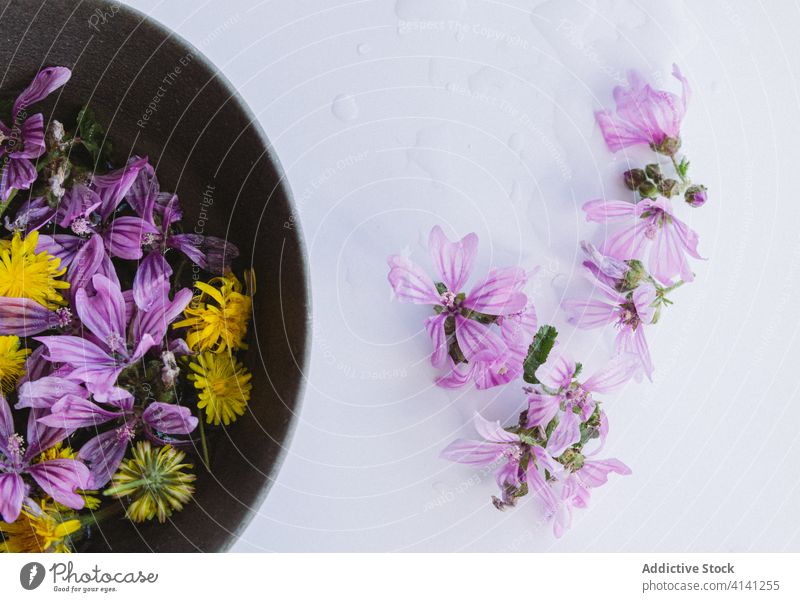 Gelbe und lilafarbene Blumen in Schalen auf dem Tisch Malve Blüte Blütenknospen Blütezeit natürlich violett gelb kreativ romantisch Angebot Wasser