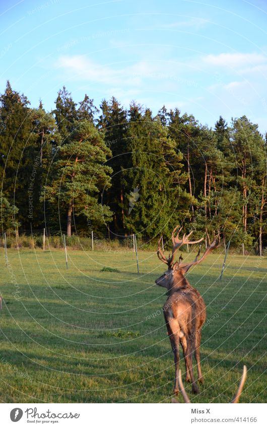 Hirsch Baum Wald Tier Wildtier 1 Schüchternheit Hirsche Horn Rothirsch Gehege Hinterteil flüchten Farbfoto mehrfarbig Außenaufnahme Menschenleer