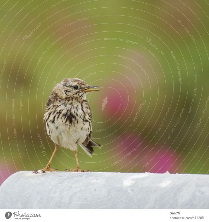 "100!" Tier Sommer Pflanze Wildpflanze Hundsrose Wildtier Vogel Wiesenpieper Singvögel beobachten Kommunizieren frech frei Fröhlichkeit klein listig Neugier