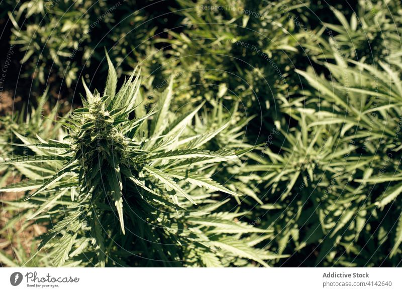 Wild wachsender Cannabis in der Natur Marihuana wild Blatt Pflanze grün natürlich Kraut Hanf Buchse Gras frisch Medizin Makro Botanik Wachstum Unkraut Sommer