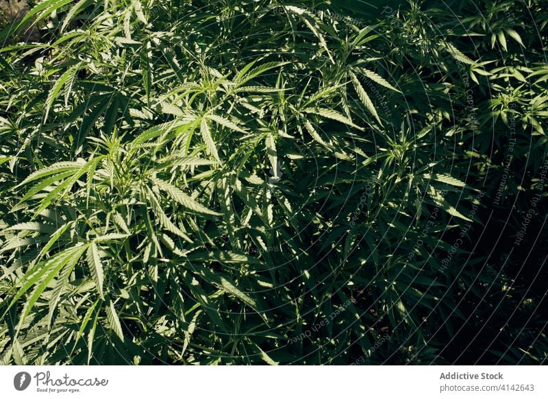 Wild wachsender Cannabis in der Natur Marihuana wild Blatt Pflanze grün natürlich Kraut Hanf Buchse Gras frisch Medizin Makro Botanik Wachstum Unkraut Sommer