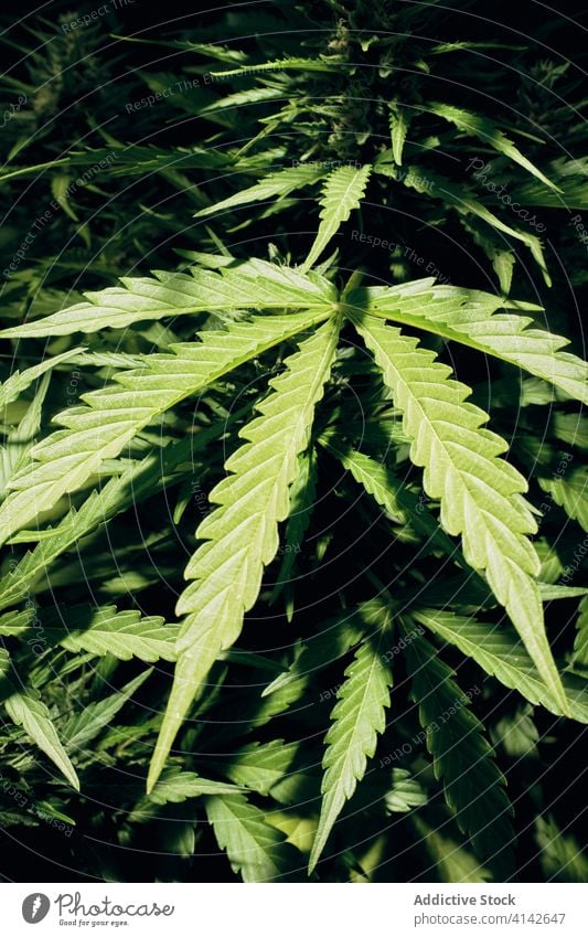 Wild wachsender Cannabis in der Natur Marihuana wild Blatt Pflanze grün natürlich Kraut Hanf Buchse Gras frisch Medizin Makro Botanik Wachstum Unkraut Sommer