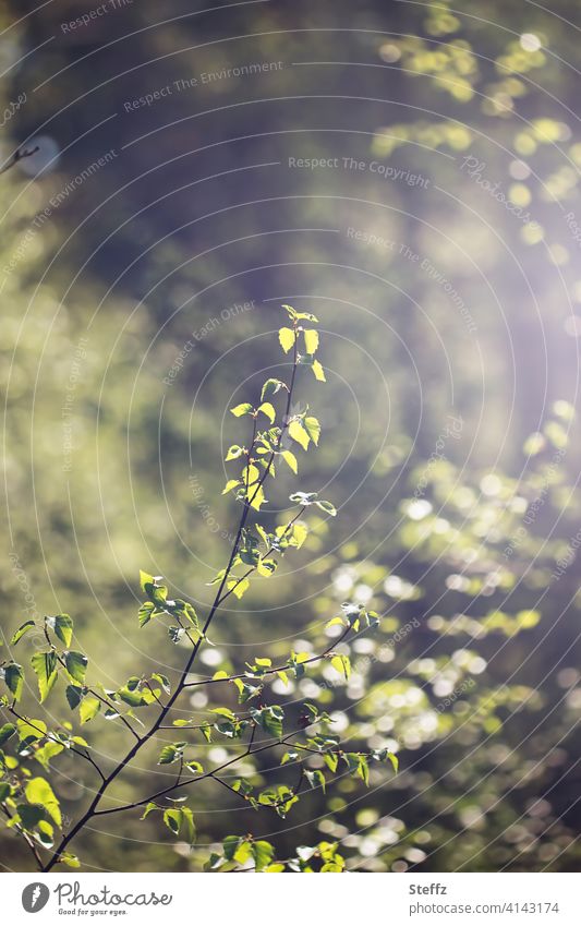 junge Triebe im Frühlingswald Frühlingszweig Naturerwachen Frühlingserwachen Mai zauberhaft frühlingshaft Frühlingsboten Frühlingsfarben Waldstimmung zartgrün