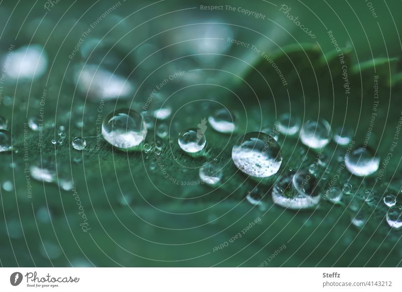 Regentropfen auf dem Frauenmantel Regenwetter Tropfen Frauenmantelblatt Wetter Frühlingsregen Alchemilla Regenstimmung Tropfenbild Blatt Heilpflanze Grünpflanze