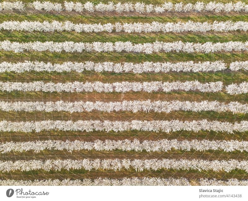 Reihen von Kirschbäumen in einem Obstgarten im Frühling, Luftaufnahme oben Antenne landwirtschaftlich Ackerbau Hintergrund Blüte Kirsche Erhaltung Landschaft