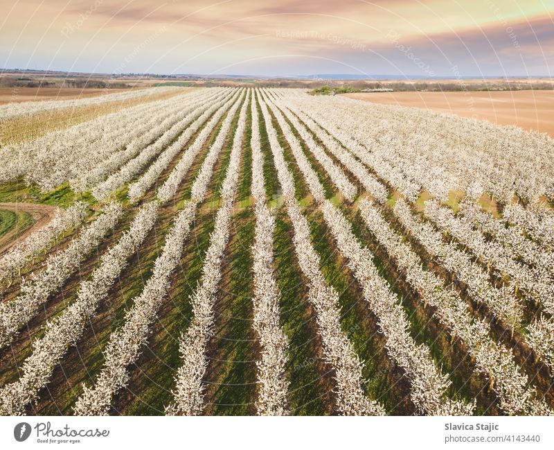 Obstgarten im Frühling. Reihen von blühenden Bäumen im Obstgarten auf einem landwirtschaftlichen Feld. Luftaufnahme oben Antenne Ackerbau Hintergrund Blüte