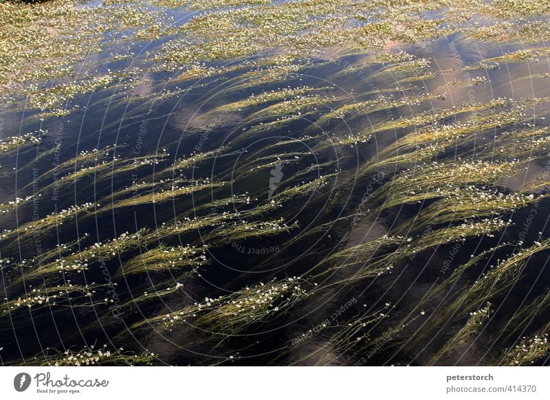 Strömung Natur Pflanze Wasser Blüte Wasserpflanzen Fluss träumen blau grün Leben Bewegung rein ruhig Symmetrie Umwelt Wachstum Farbfoto Außenaufnahme