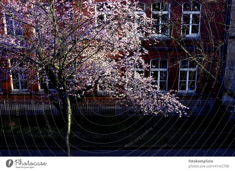 blühender Kirschbaum vor einer Schule Blühend Baum Blüten erblühen Blütenblätter Botanik romantisch Blütenpracht Frühling weiß weiss zart frisch erwachen