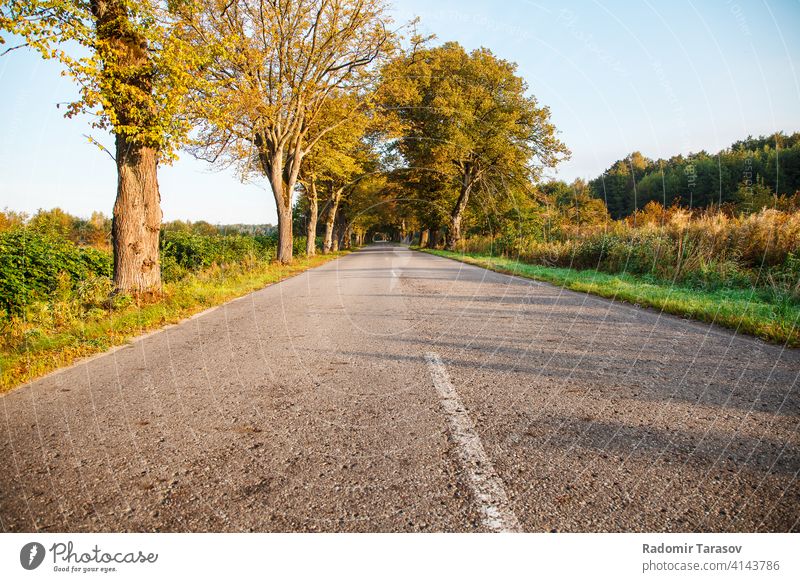 Asphaltstraße im Wald Straße neu Ausflug Laufwerk Sommer reisen Land Autobahn Reise grün Natur im Freien Landschaft leer Ansicht Baum Weg Umwelt Fernstraße