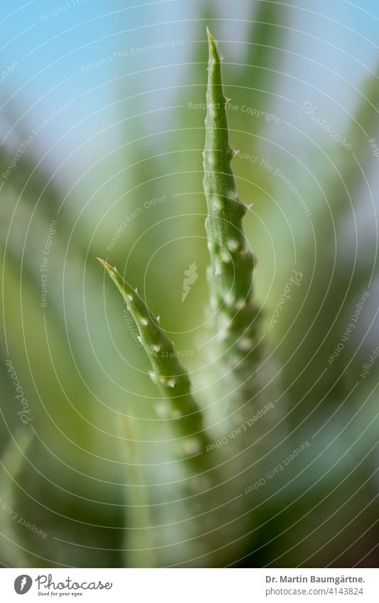 Aloe humilis aus Südafrika Sukkulente sukkulent Rosette Pflanze Grasbaumgewächse Unschärfe geringe Tiefenschärfe Affodilgewächse