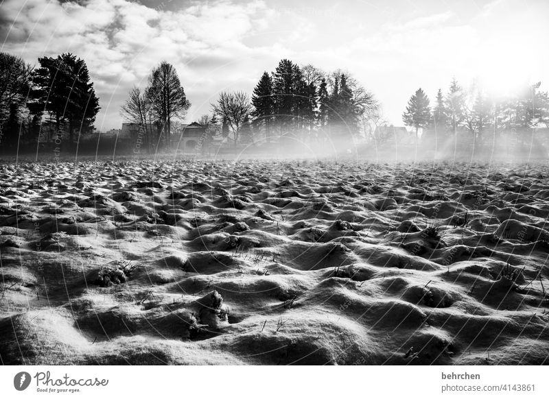 hoffnung licht sonnenstrahlen Sonne Sonnenlicht Schneefall weiß ruhig Umwelt Natur Wiese Feld Winter Wald Himmel Landschaft Frost Bäume Winterlandschaft kalt