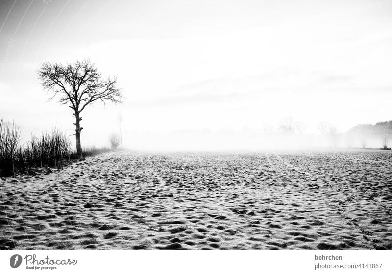 einsamkeit ruhig weiß Schneefall Jahreszeiten Raureif Kälte kalt Bäume Himmel Feld Landschaft Frost Wiese frieren Winterlandschaft Winterspaziergang Wintertag