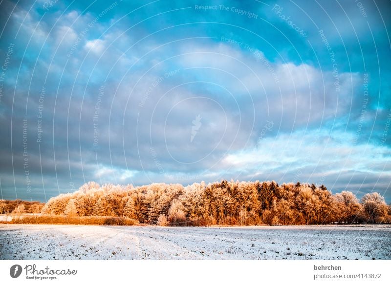 morgenstund hat gold im mund Wolken Farbfoto ruhig Umwelt Landschaft Himmel frieren gefroren Raureif Jahreszeiten Frost Natur Wiese Feld Bäume stille Wetter