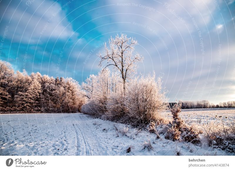 weiße weihnacht Sonne Sonnenlicht Schneefall ruhig Umwelt Wiese Feld Wald Winter Himmel Natur frieren Jahreszeiten Märchenhaft Schneelandschaft Farbfoto