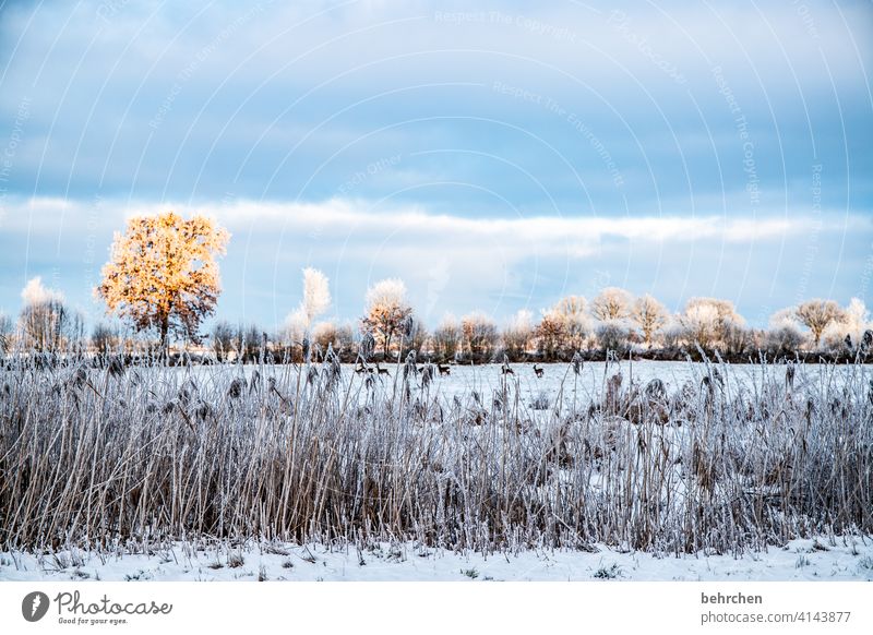 kälte nicht spüren. die schönheit übertrifft alles. winterzauberkraft traumhaft weiß ruhig Himmel Winter Wald Schnee Wiese Umwelt Natur Feld Landschaft Frost