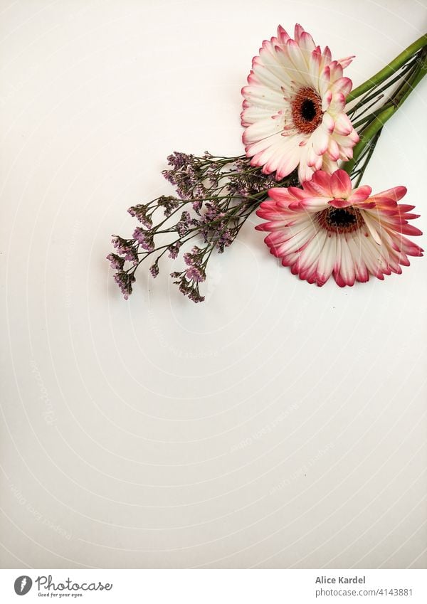 Auf dem Tisch liegen Gerbera-Blumen mit Wildblumen. Blick von oben. Natur Blüte Frühling Sommer Pflanze schön weiß rosa frisch natürlich Dekoration & Verzierung