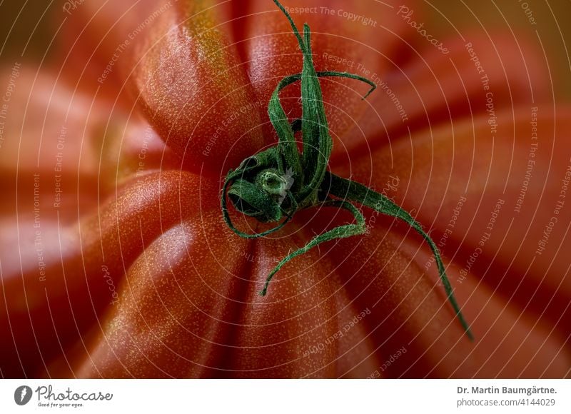 Ochsenherztomate, Draufsicht, Nahaufnahme Tomate Tomatensorte Fleischtomate Gemüse Frucht cuore di bue gerippt